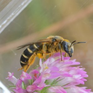 Halictus quadricinctus - Vierbindige Furchenbiene (Weibchen). Foto: Beata Bąk